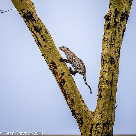 2014 Tanzania Leopards-119