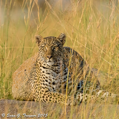 Serengeti Leopards