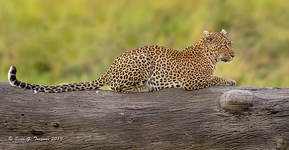 Leopards of the Serengeti