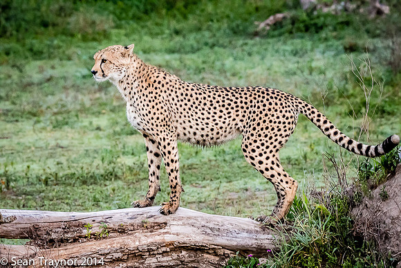 Tanzania-2014  The Cats-108
