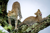 2014 Tanzania Leopards-129