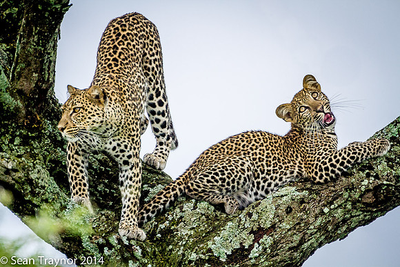 2014 Tanzania Leopards-129