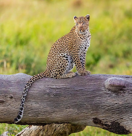 Leopards of the Serengeti