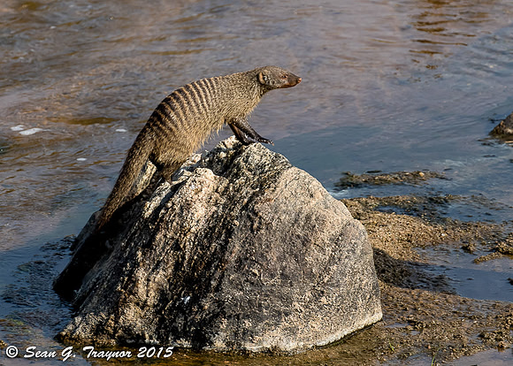 Banded Mongoose