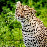 2014 Tanzania Leopards-114