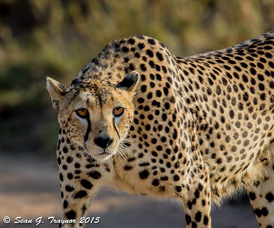 Serengeti Cheetahs