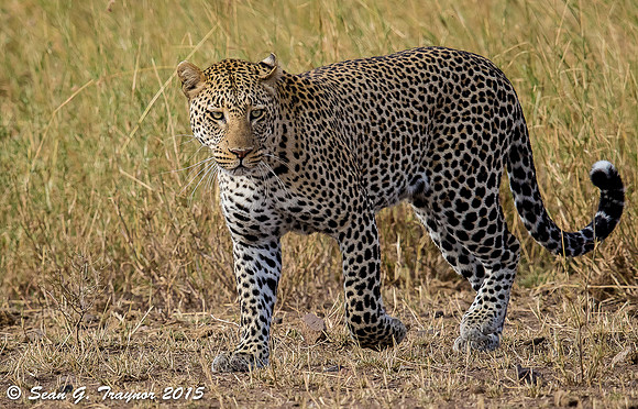 Serengeti Leopards