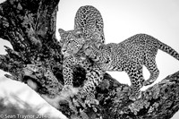 2014 Tanzania Leopards-131