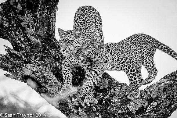 2014 Tanzania Leopards-131
