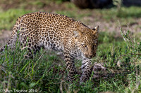 2014 Tanzania Leopards-107