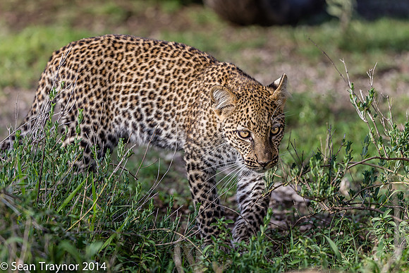 2014 Tanzania Leopards-107