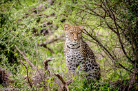 2014 Tanzania Leopards-109