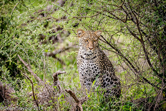 2014 Tanzania Leopards-109