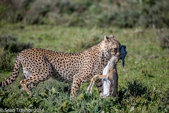 Tanzania-2014  The Cats-101