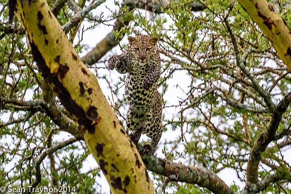 2014 Tanzania Leopards-136
