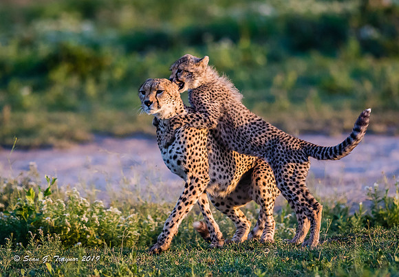 Cheetahs of the Serengeti