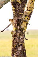 2014 Tanzania Leopards-117