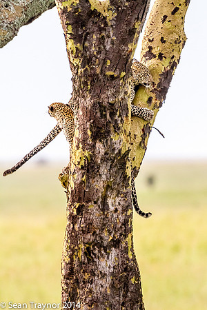 2014 Tanzania Leopards-117