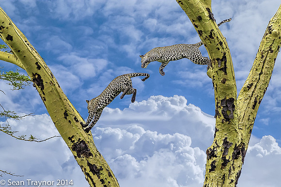 2014 Tanzania Leopards-122