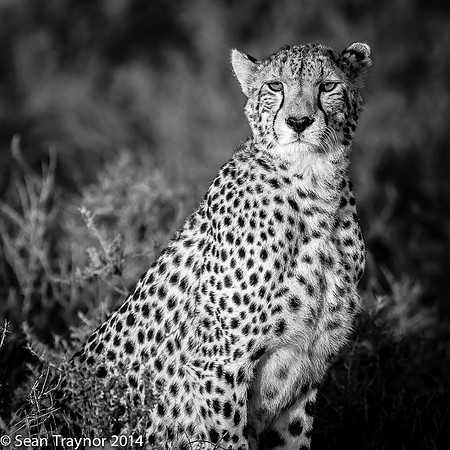 Tanzania-2014  The Cats-103