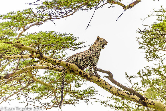 2014 Tanzania Leopards-125