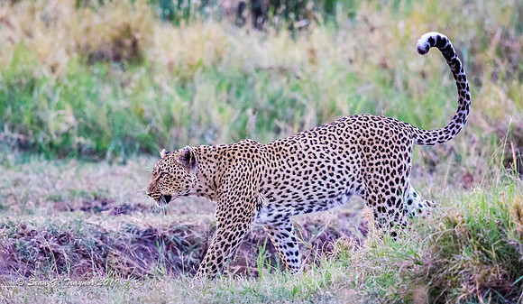 Leopards of the Serengeti