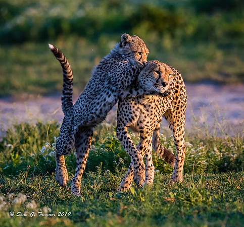 Cheetahs of the Serengeti
