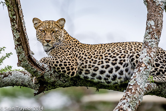 2014 Tanzania Leopards-133