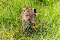 2014 Tanzania Leopards-105