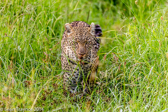 2014 Tanzania Leopards-105