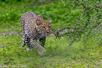 2014 Tanzania Leopards-106
