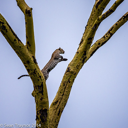 2014 Tanzania Leopards-120