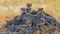 Tanzania - Leopards & Cheetahs