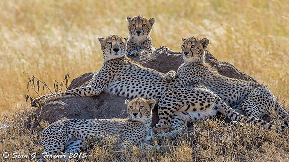 Serengeti Cheetahs
