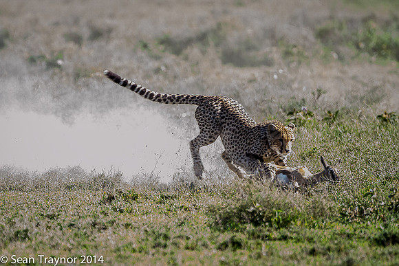 Tanzania-2014  The Cats-104