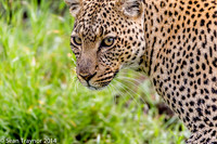 2014 Tanzania Leopards-115
