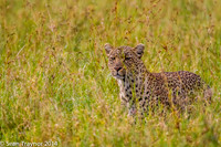 2014 Tanzania Leopards-104