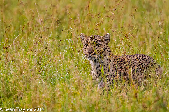 2014 Tanzania Leopards-104