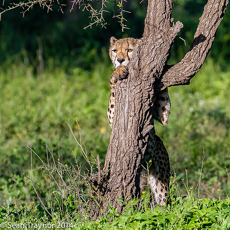 Tanzania-2014  The Cats-102