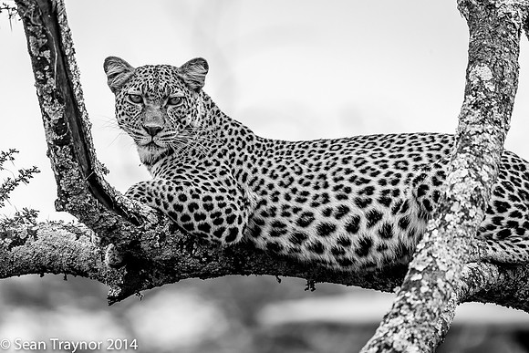 2014 Tanzania Leopards-134