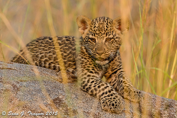 Serengeti Leopards