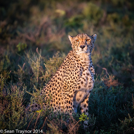 Tanzania-2014  The Cats-100