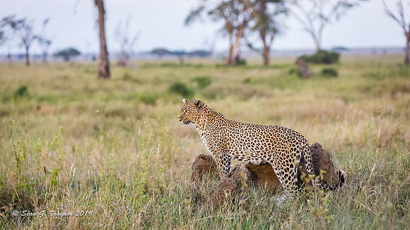 Leopards of the Serengeti