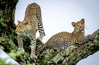 2014 Tanzania Leopards-128