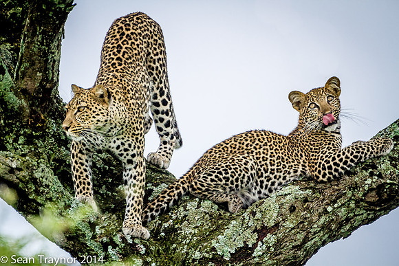 2014 Tanzania Leopards-128