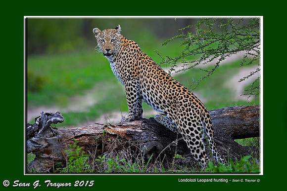 2006-11 Safari Leopards -0130f3