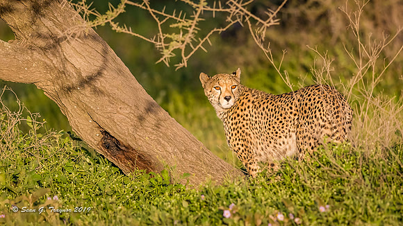 Cheetahs of the Serengeti