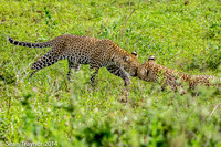 2014 Tanzania Leopards-111