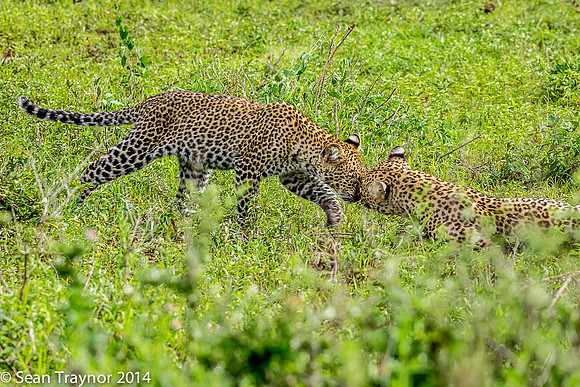 2014 Tanzania Leopards-111