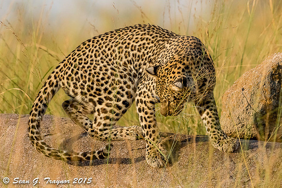 Serengeti Leopards